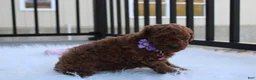 Toy Poodle dogs for sale: Maggie  - Ad 3