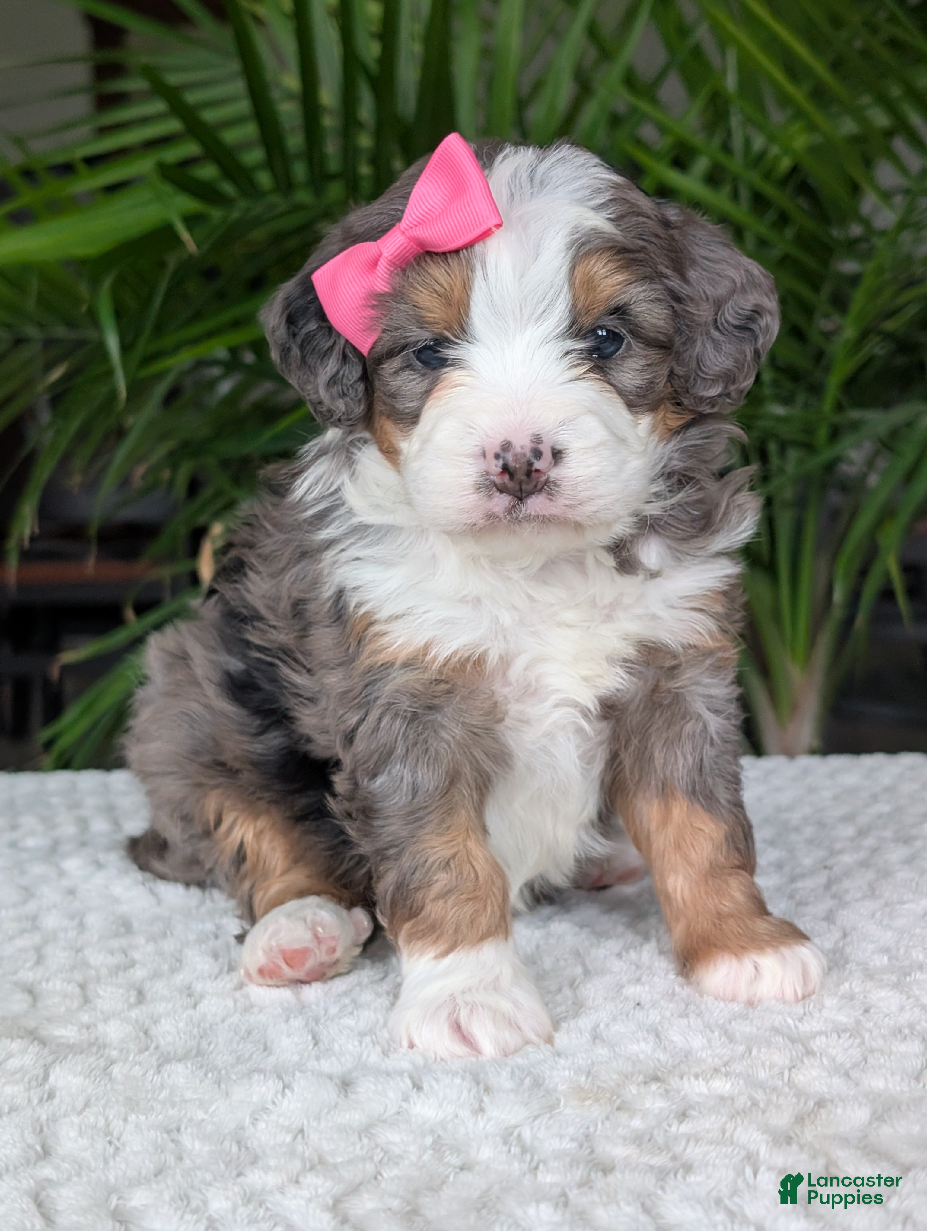 Mini Bernedoodle dogs Mini Emmie  - Ad 38