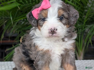 Mini Bernedoodle dogs Mini Emmie - Ad 28