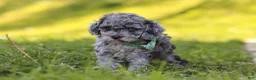 Miniature Poodle dogs for sale: Mason - Ad 1