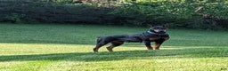 Doberman Pinscher dogs for sale: Zepplin - Ad 2