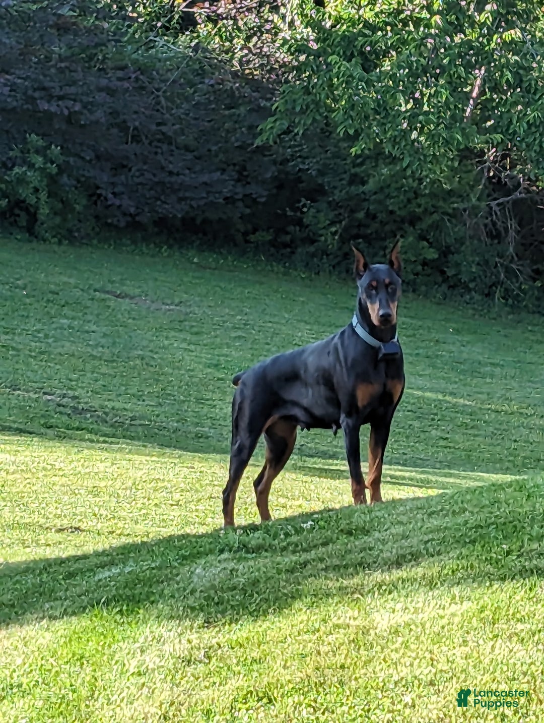 Doberman Pinscher dogs for sale: Zepplin - Ad 2