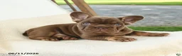 French Bulldog dogs for sale: Kona - Ad 2