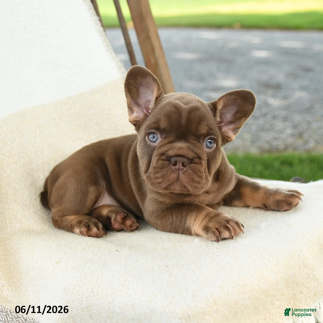 French Bulldog dogs for sale: Kona - Ad 2