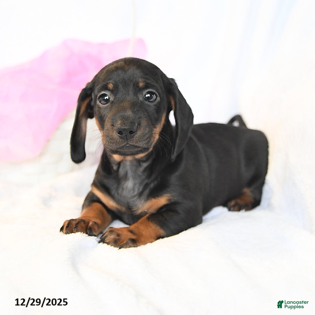 Miniature Dachshund dogs for sale: Duke - Ad 3