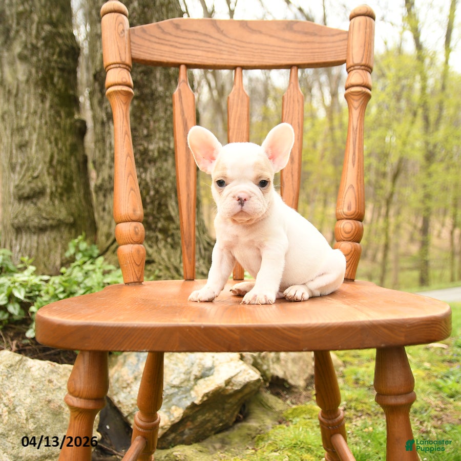 French Bulldog dogs Dylan - Ad 1