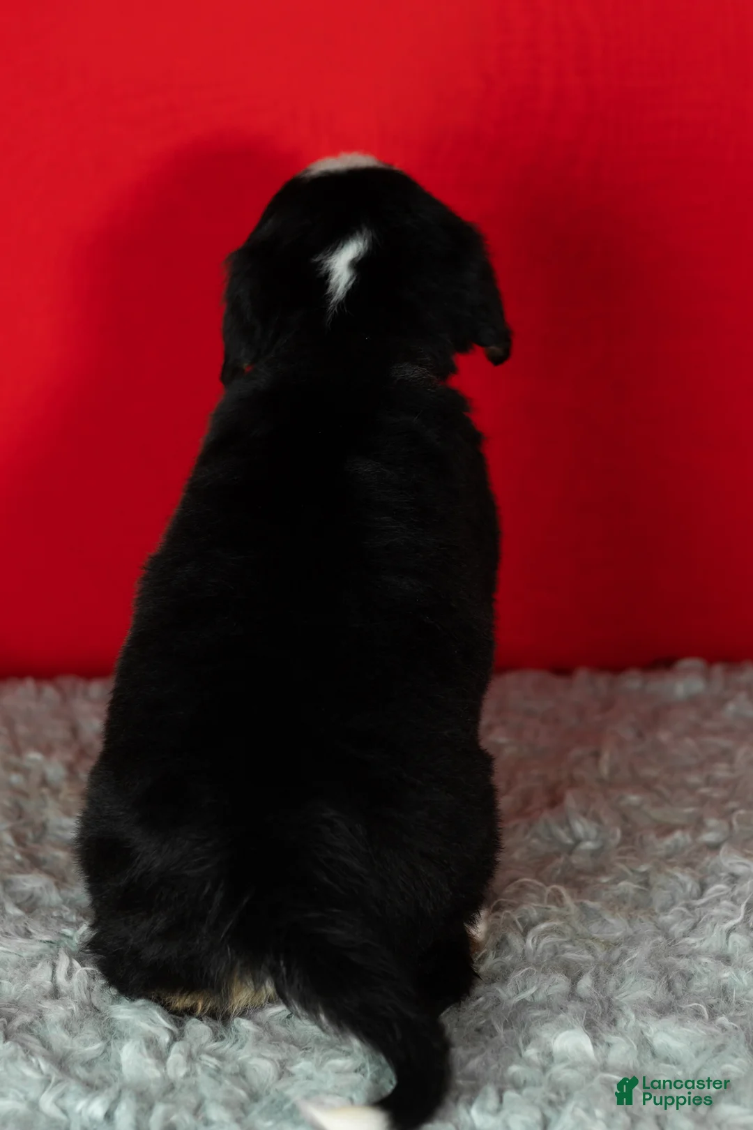 Bernese Mountain Dog dogs for sale: Buddy  - Ad 5