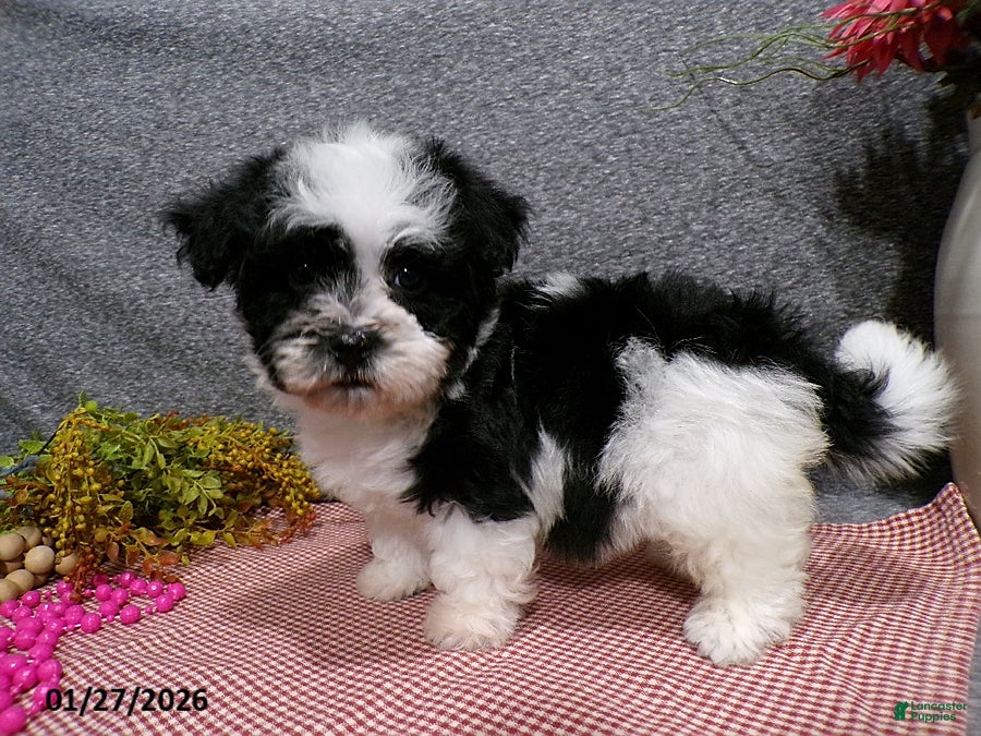 Havanese dogs Cookie - Ad 2