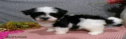 Havanese dogs for sale: Cookie - Ad 2