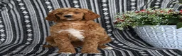 Standard Poodle dogs for sale: Vanilla - Ad 3