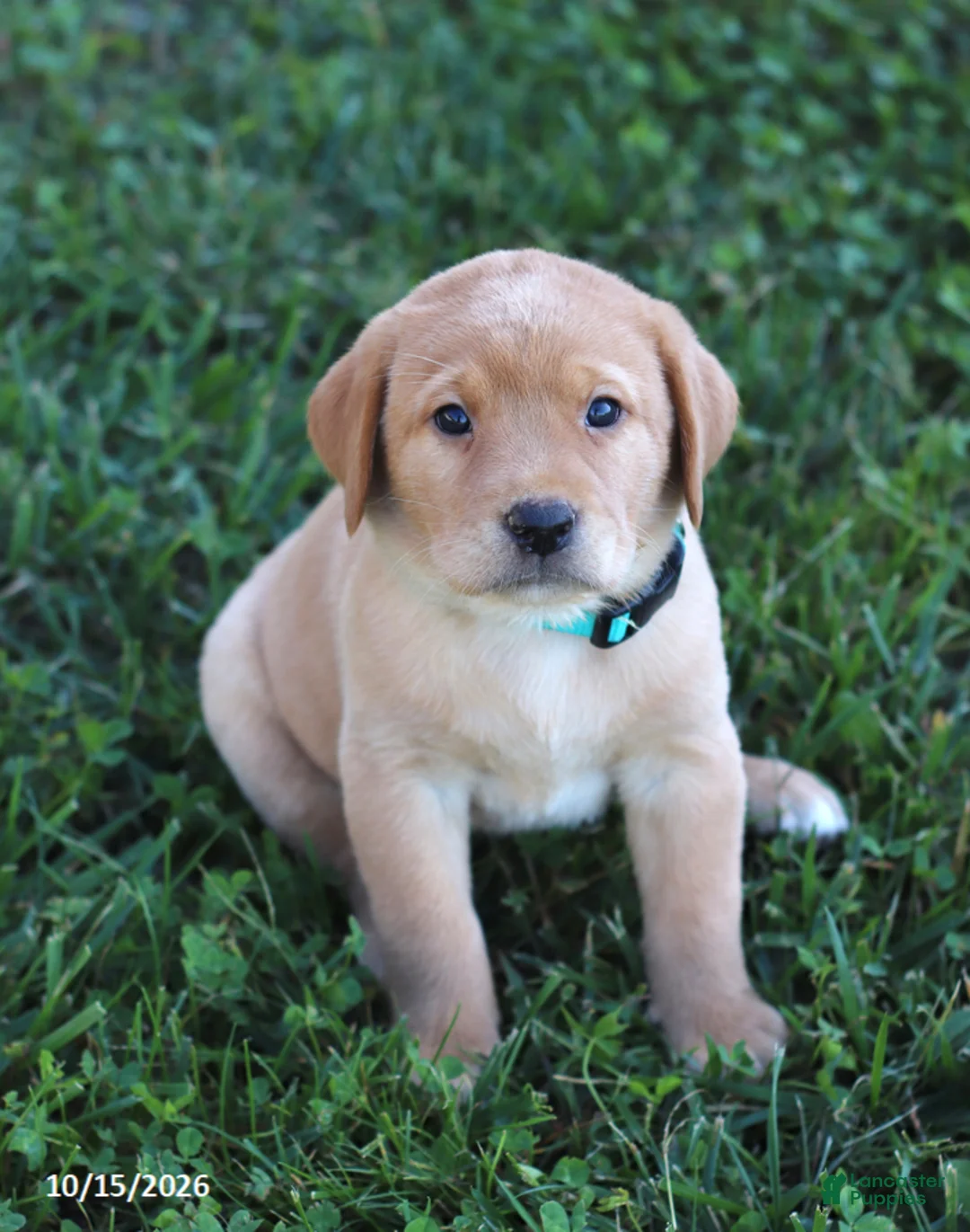 Labrador Retriever dogs for sale: Sandy - Ad 2
