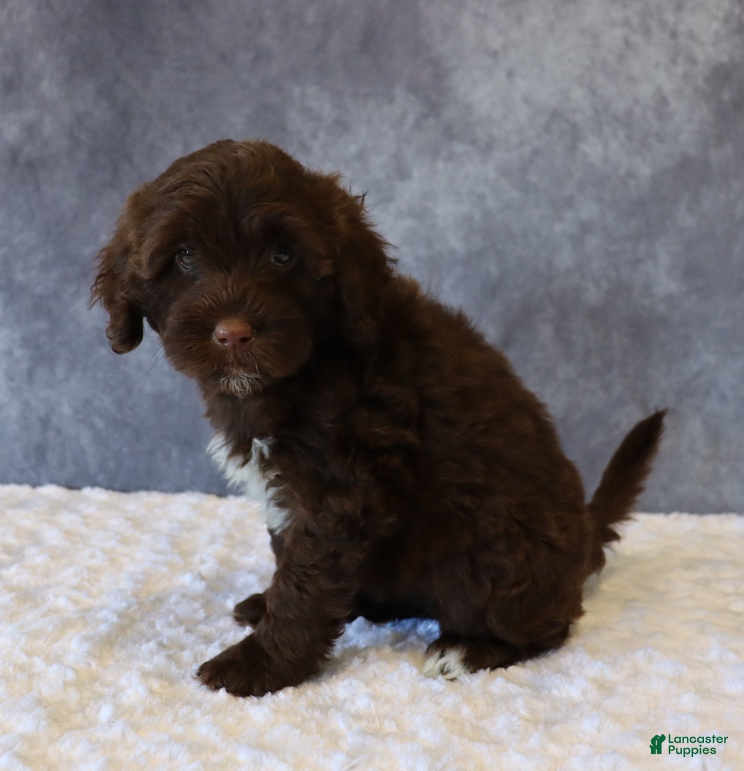 Portuguese Water Dog dogs for sale: Tabby - Ad 2