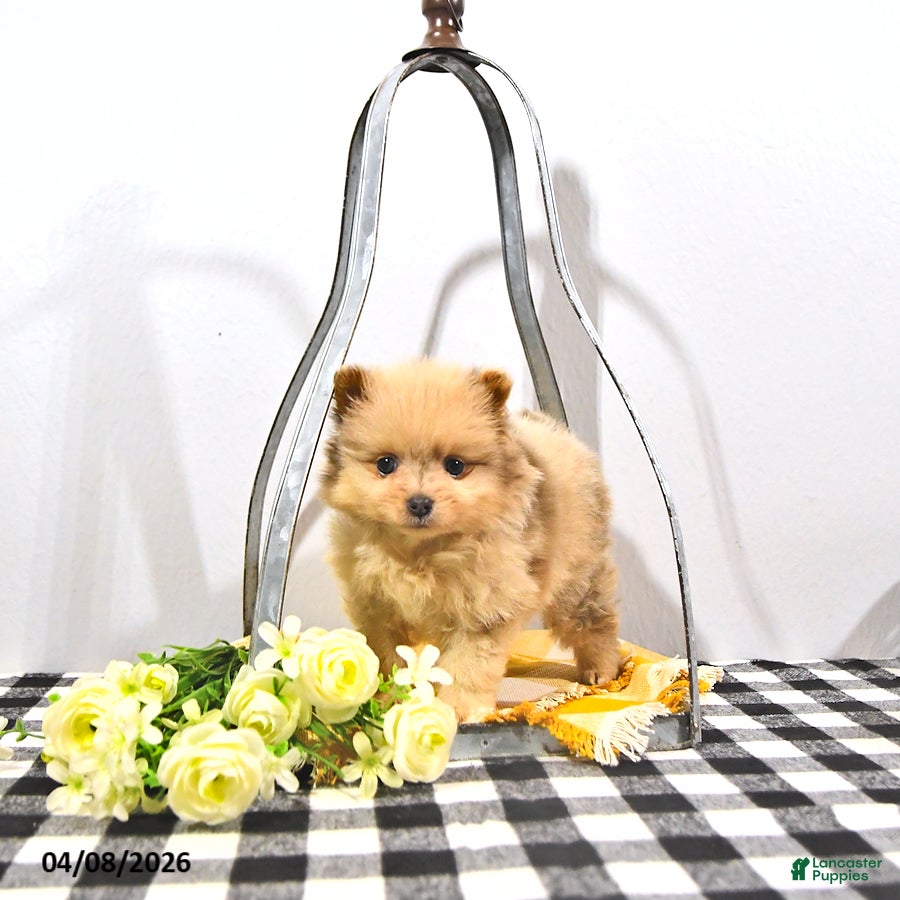 Pomeranian dogs Pippin - Ad 2