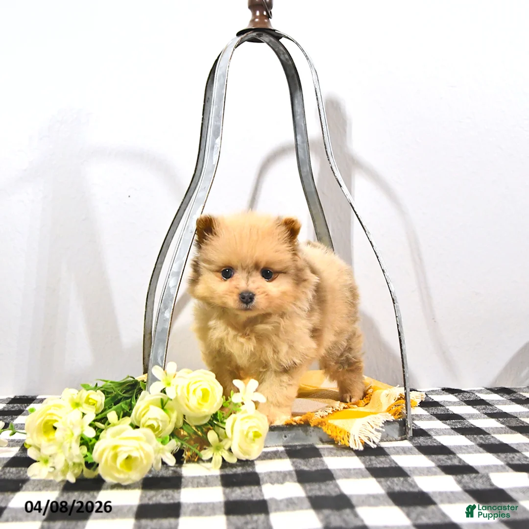 Pomeranian dogs for sale: Pippin - Ad 2