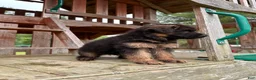 German Shepherd dogs for sale: Benny - Ad 9