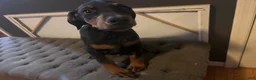 Doberman Pinscher dogs for sale: Kevlar Black and Tan  - Ad 1