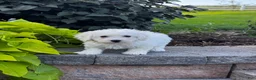 Bichon Frise dogs for sale: Blu  - Ad 5
