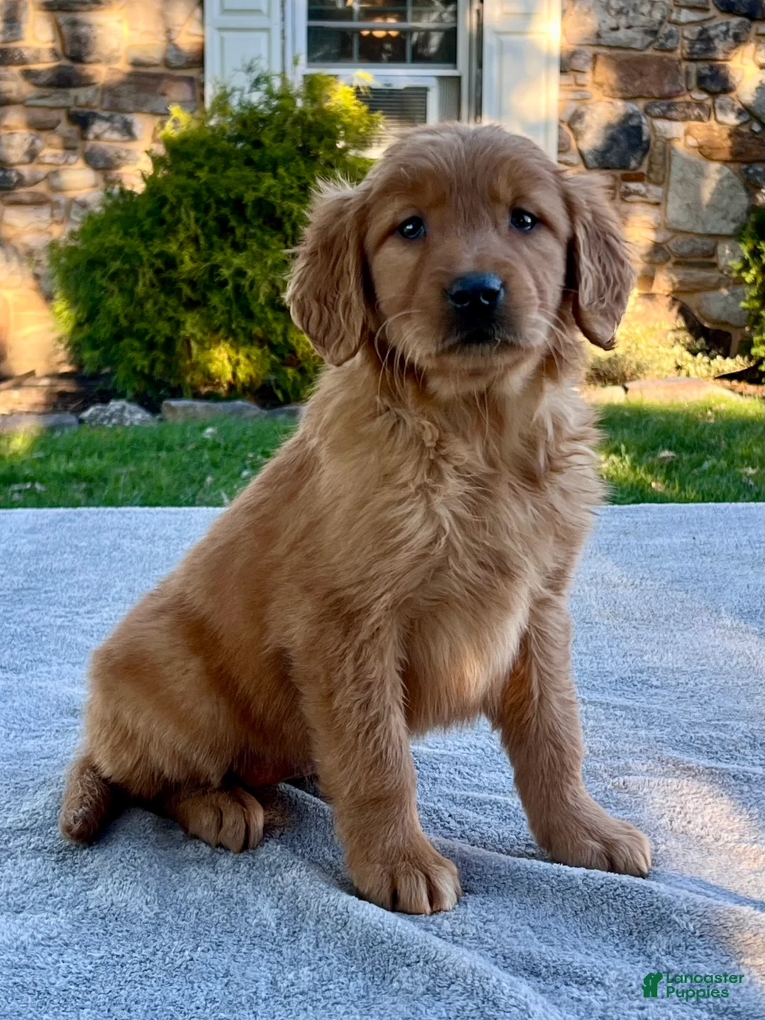 Golden Retriever dogs for sale: Libby - Ad 1