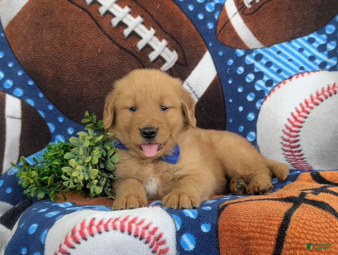 Golden Retriever dogs for sale: Leroy - Ad 7