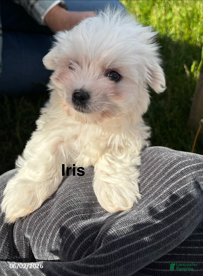 Maltese dogs for sale: Iris - Ad 1