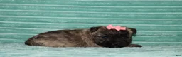 Cairn Terrier dogs for sale: Cassidy - Ad 3