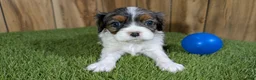 Cavalier King Charles Spaniel dogs for sale: Bertha Boy 1 - Ad 1