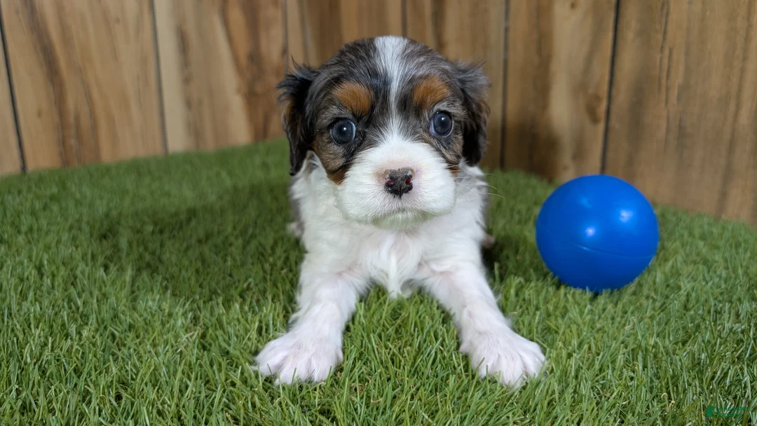 Cavalier King Charles Spaniel dogs for sale: Bertha Boy 1 - Ad 1