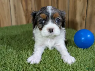 Cavalier King Charles Spaniel dogs Bertha Boy 1 - Ad 2