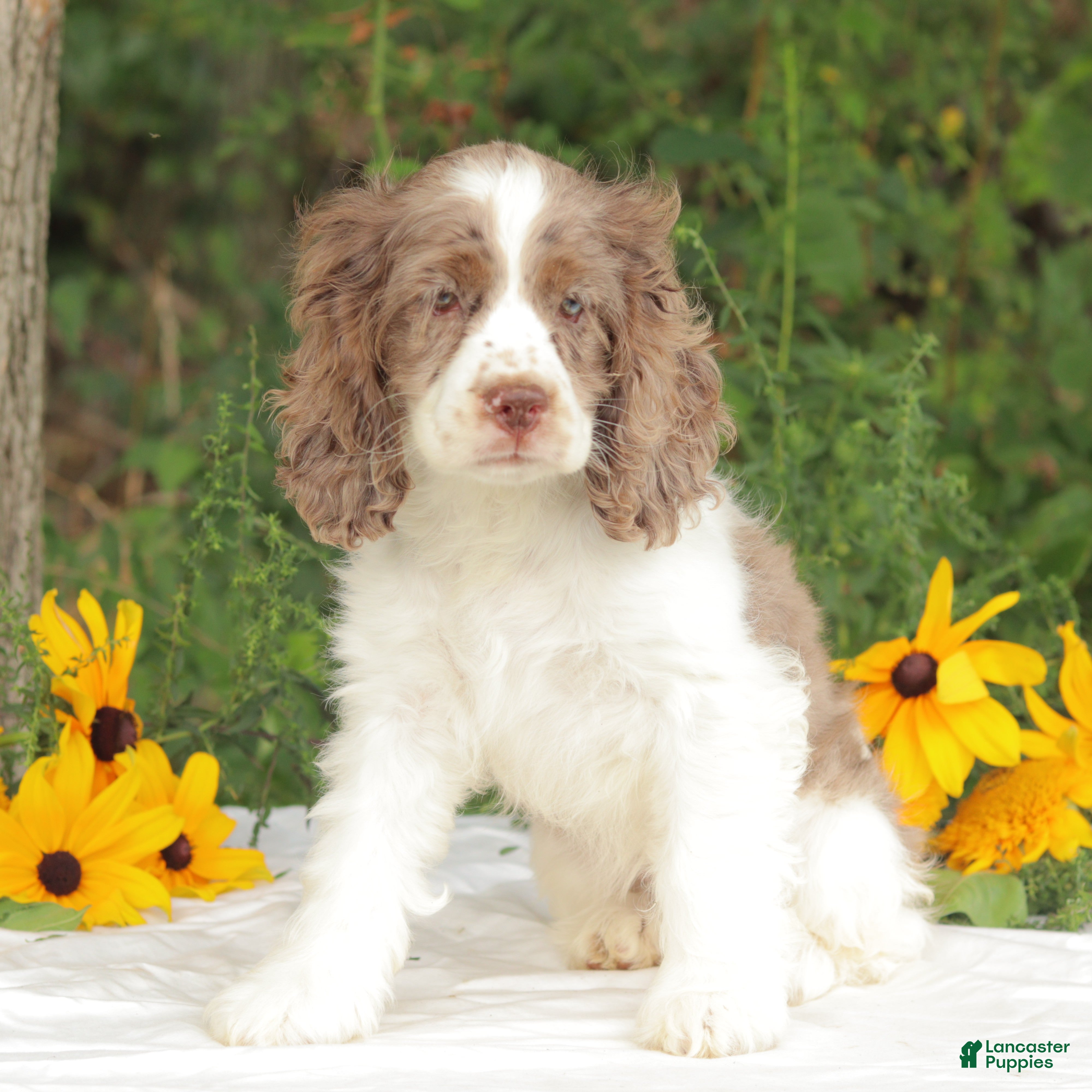 Cocker Spaniel dogs Calia - Ad 35
