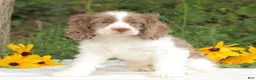 Cocker Spaniel dogs for sale: Calia - Ad 1