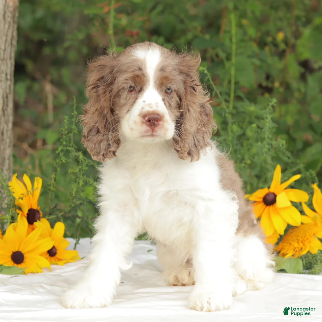 Cocker Spaniel dogs for sale: Calia - Ad 1