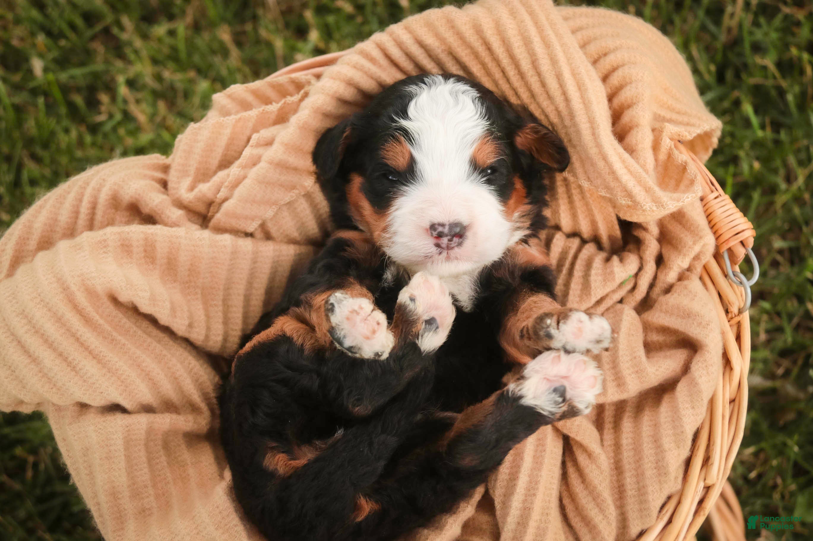 Mini Bernedoodle dogs Mooney Mini Bernedoodle  - Ad 1