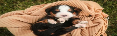 Mooney Mini Bernedoodle 