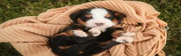 Mini Bernedoodle dogs for sale: Mooney Mini Bernedoodle  - Ad 1