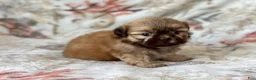 Shih Tzu dogs for sale:  Mike - Ad 3
