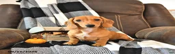 Miniature Dachshund dogs for sale: Hunter - Ad 3