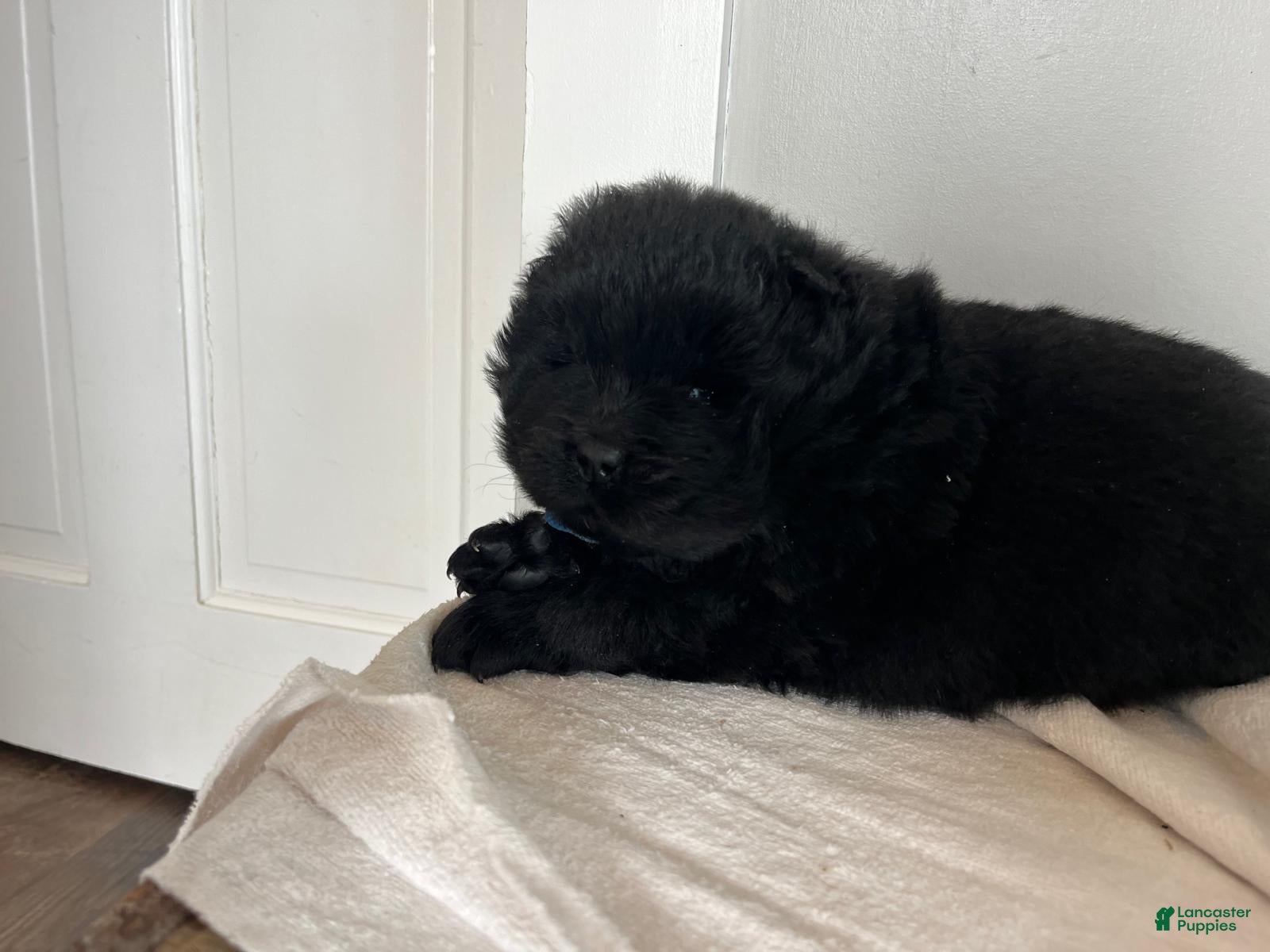 Chow Chow dogs Henry - Ad 4