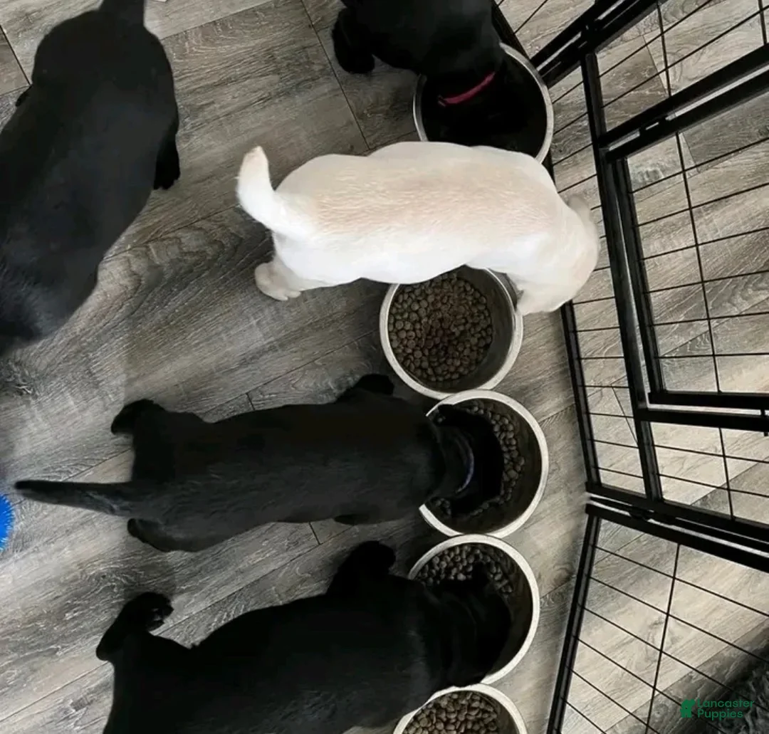 Labrador Retriever dogs for sale: Labrador Retriever 1 - Ad 1