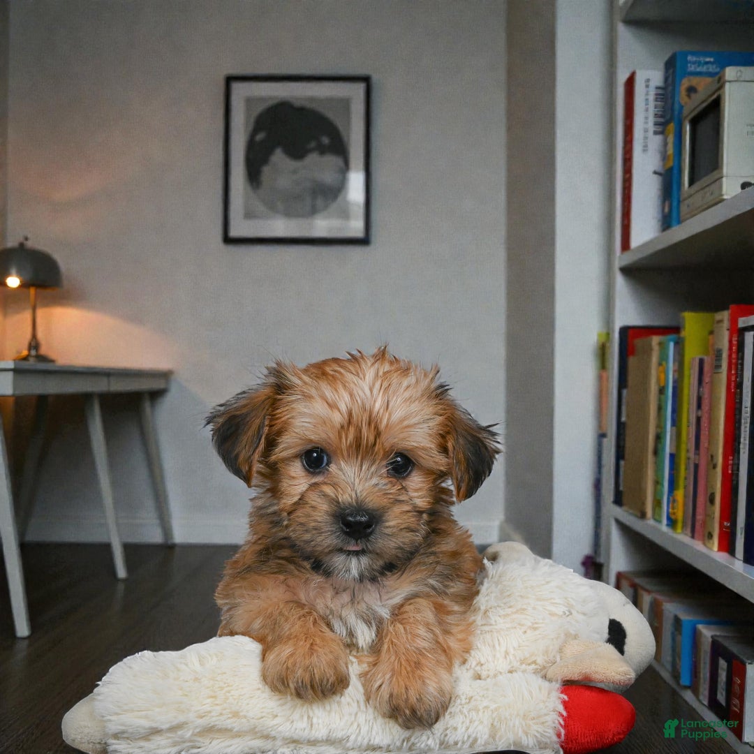 Morkie dogs for sale: CODY - Ad 9