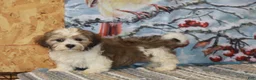 Havanese dogs for sale: Chip - Ad 1