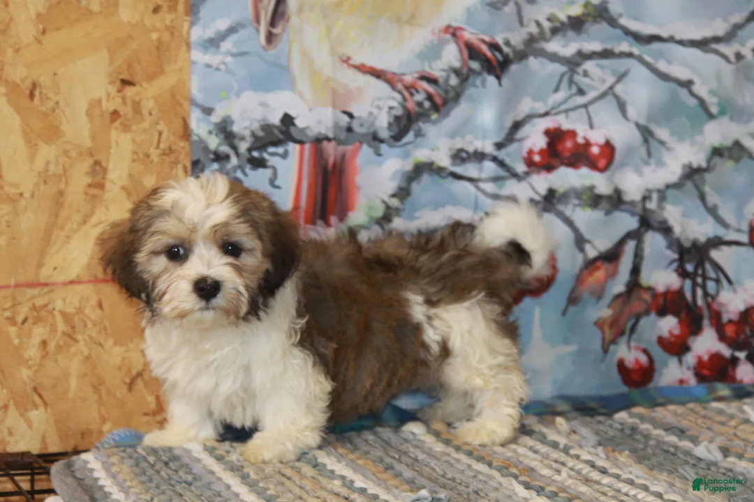Havanese dogs for sale: Chip - Ad 1