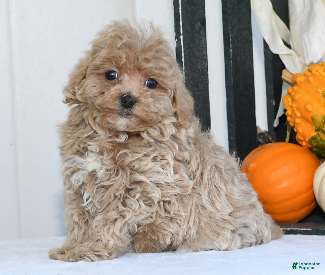 Havapoo dogs for sale: Quinn - Ad 9