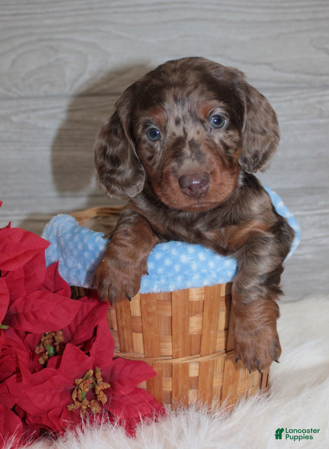 Dachshund dogs for sale: Branson - Ad 2