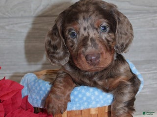 Dachshund dogs Branson - Ad 8