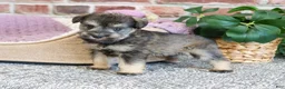 Miniature Schnauzer dogs for sale: Verity  - Ad 2