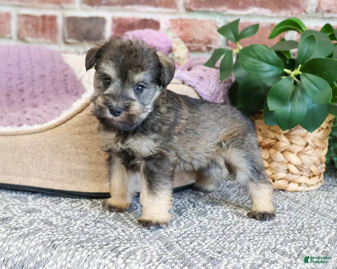 Miniature Schnauzer dogs for sale: Verity  - Ad 2