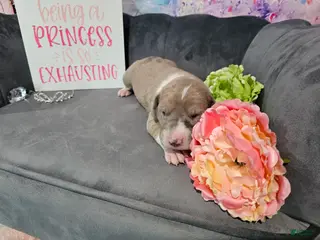 Great Dane dogs Lilac Merle Female - Ad 7