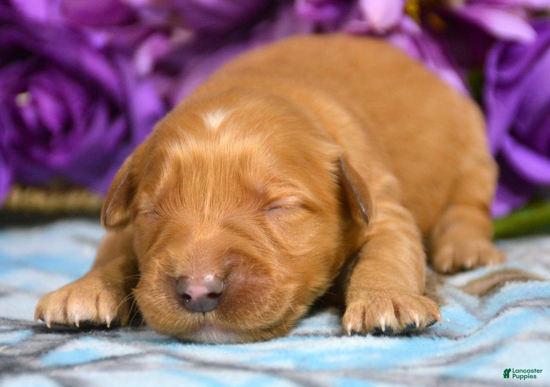Golden Retriever dogs for sale: Golden Retriever Puppy 3 Gage - Ad 2
