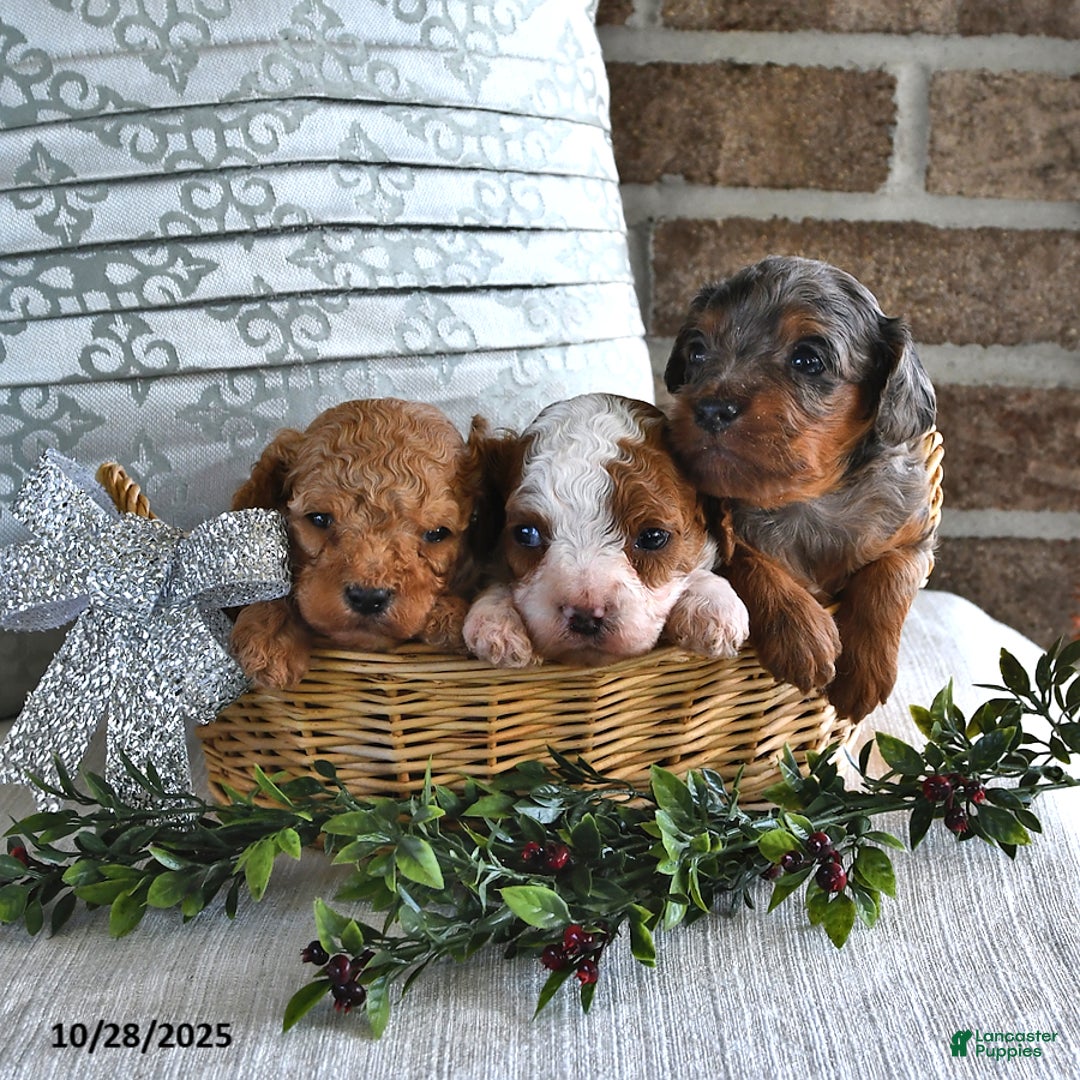 Cavachon dogs for sale: Espresso - Ad 10