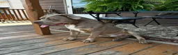 American Bully dogs for sale: Sebastian  - Ad 5
